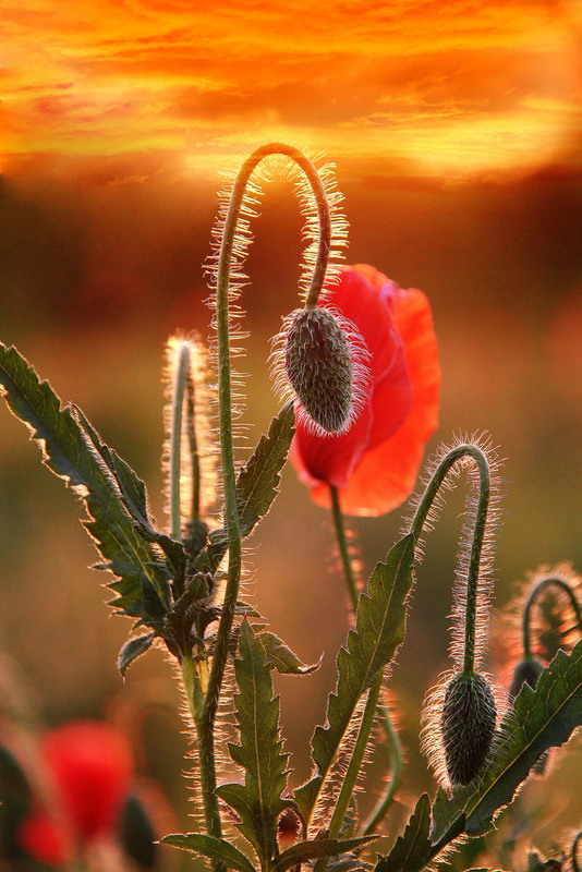 Фотографія **** / Anatoliy Pohilyuk / photographers.ua