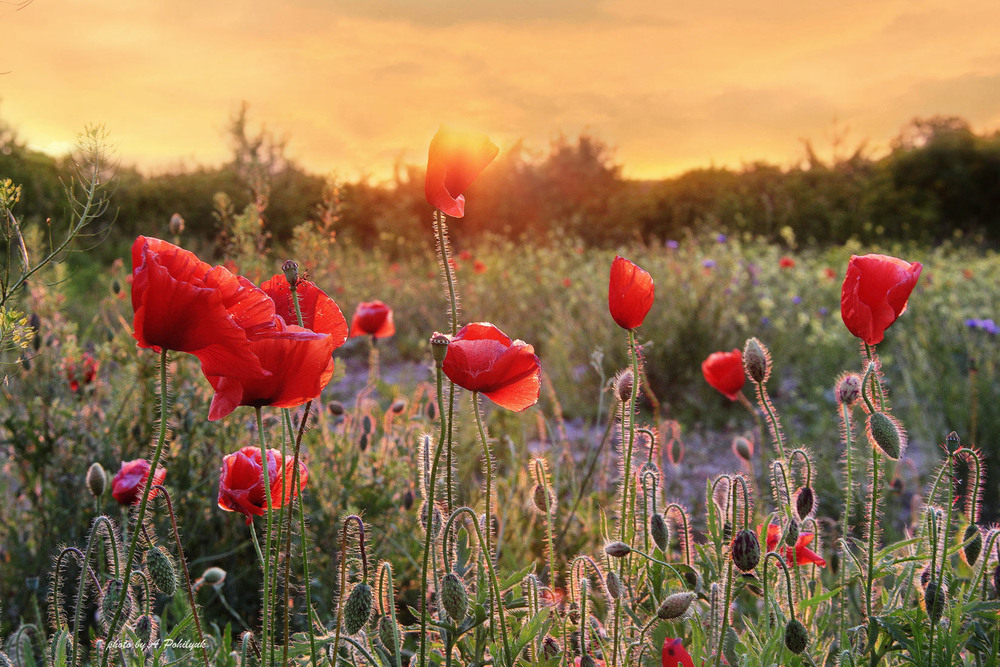 Фотографія **** / Anatoliy Pohilyuk / photographers.ua
