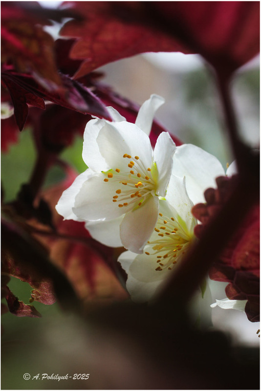 Фотографія Жасміну запах духм*яний... / Anatoliy Pohilyuk / photographers.ua