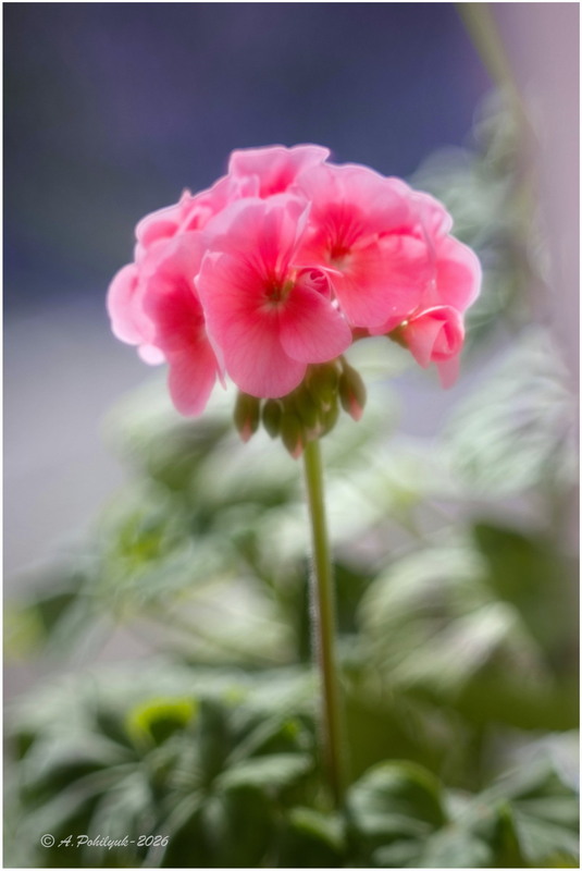 Фотографія **** / Anatoliy Pohilyuk / photographers.ua