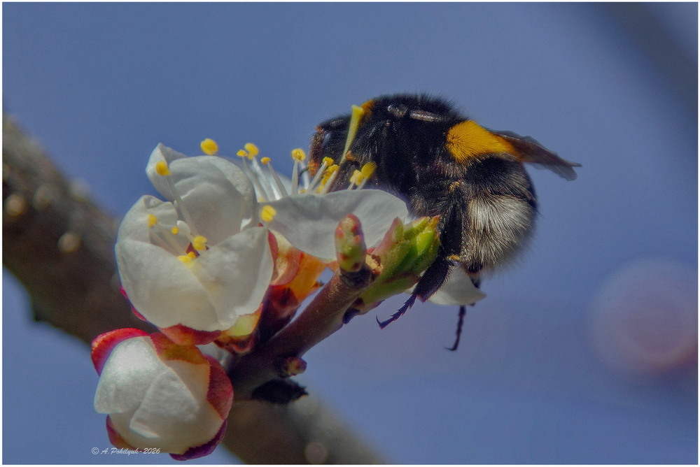 Фотографія **** / Anatoliy Pohilyuk / photographers.ua