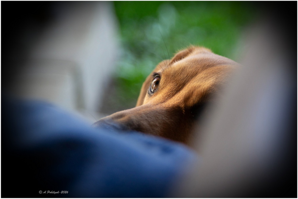 Фотографія **** / Anatoliy Pohilyuk / photographers.ua