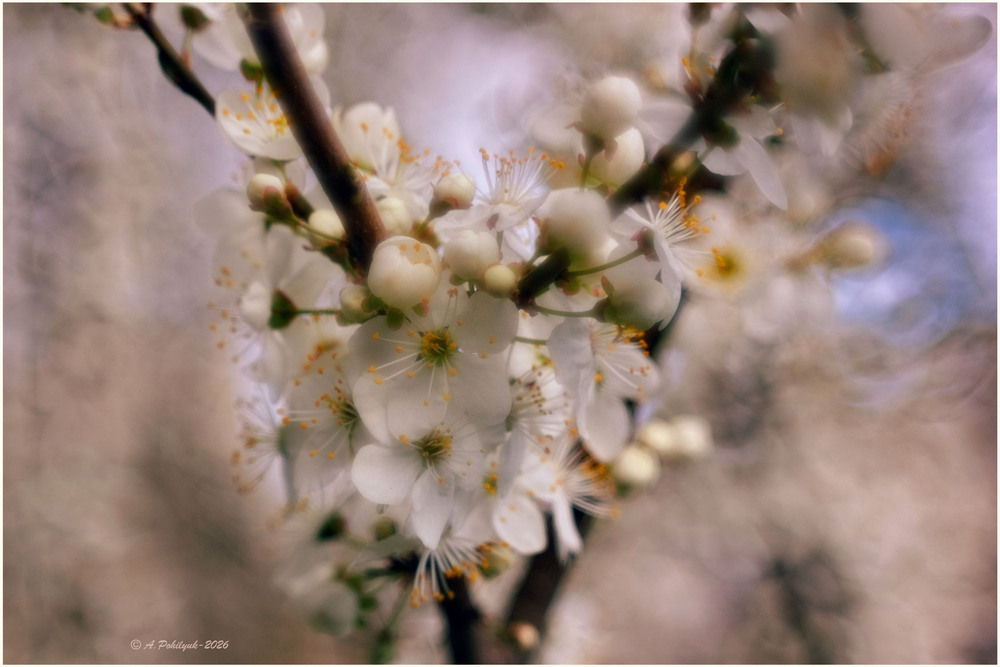 Фотографія **** / Anatoliy Pohilyuk / photographers.ua