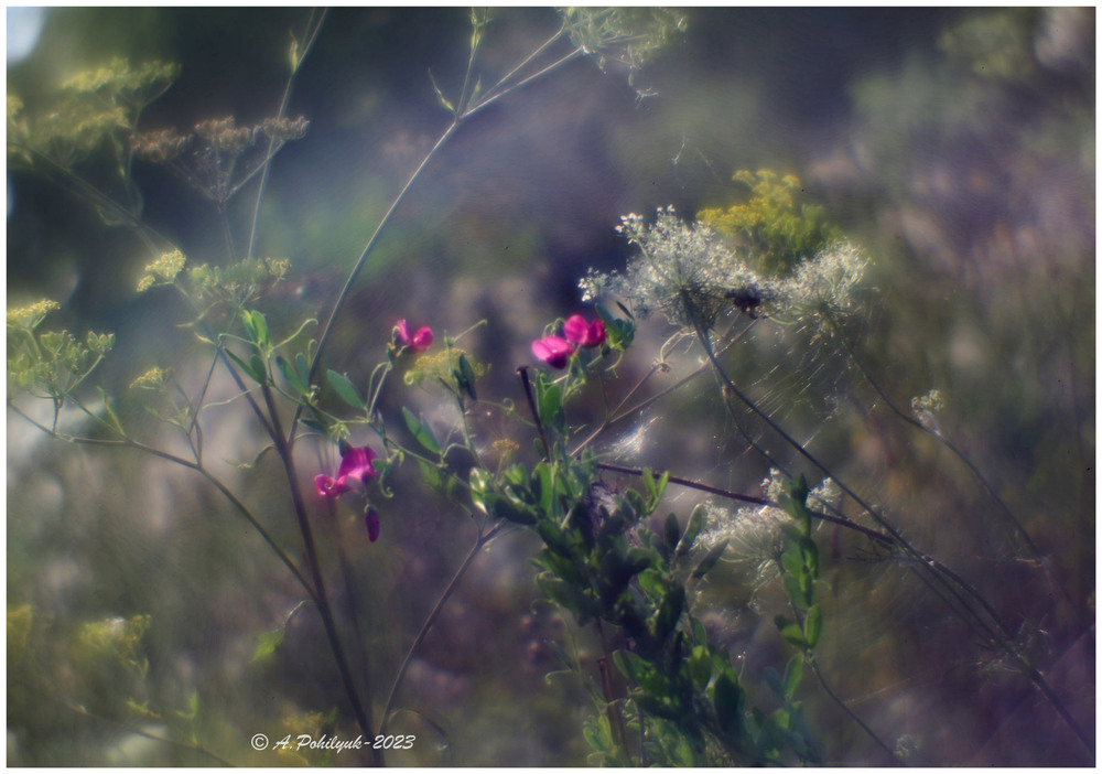 Фотографія Різнотрав*я... / Anatoliy Pohilyuk / photographers.ua