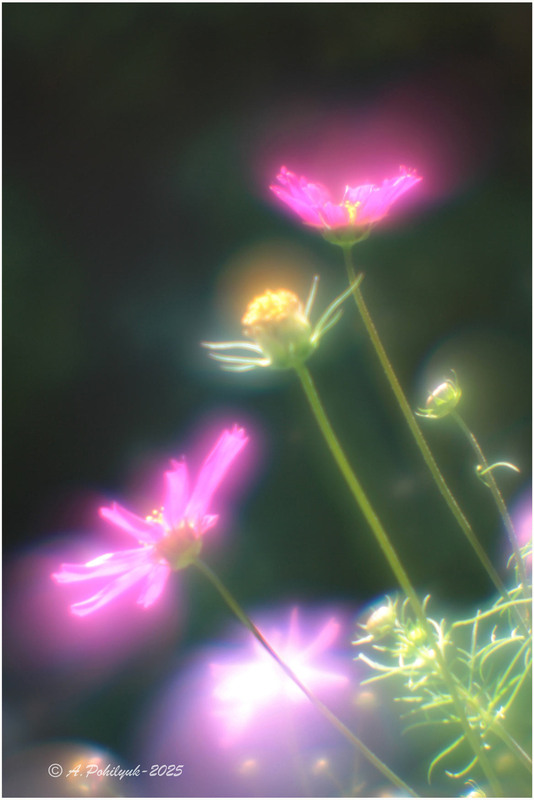 Фотографія Камеї квітнуть... / Anatoliy Pohilyuk / photographers.ua