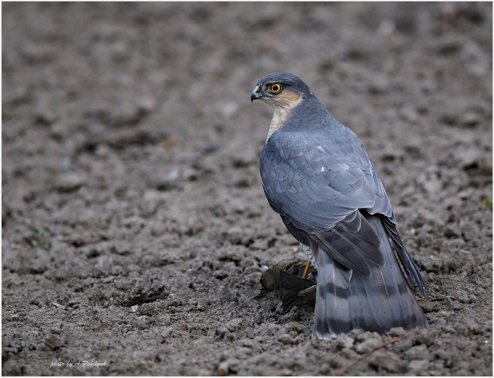 Фотографія **** / Anatoliy Pohilyuk / photographers.ua