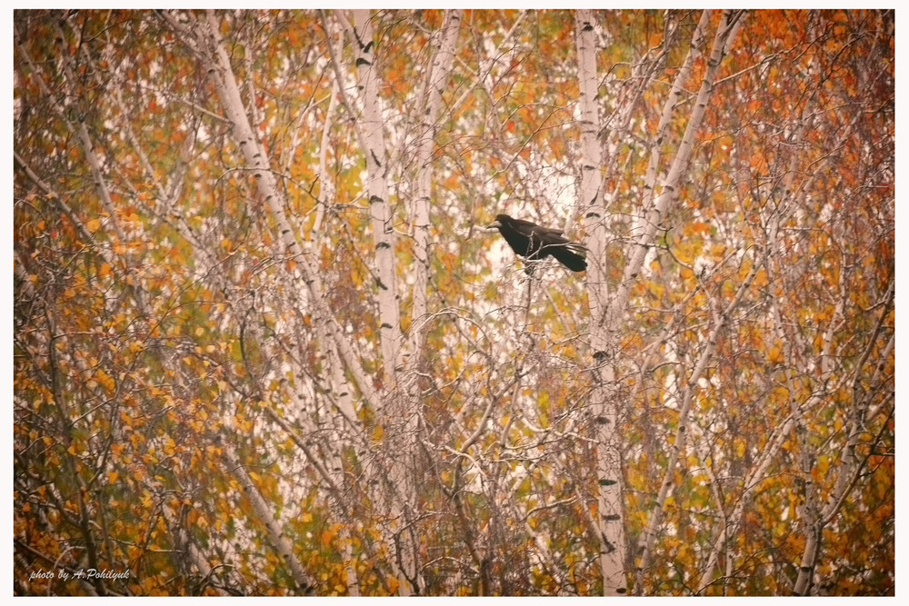 Фотографія **** / Anatoliy Pohilyuk / photographers.ua