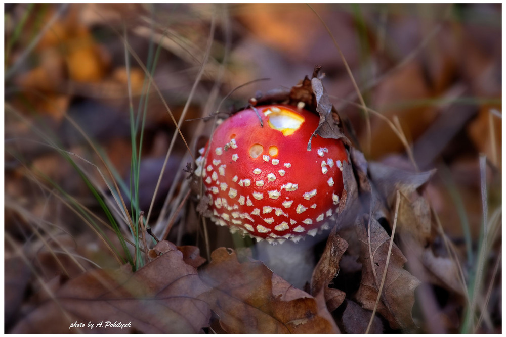 Фотографія **** / Anatoliy Pohilyuk / photographers.ua