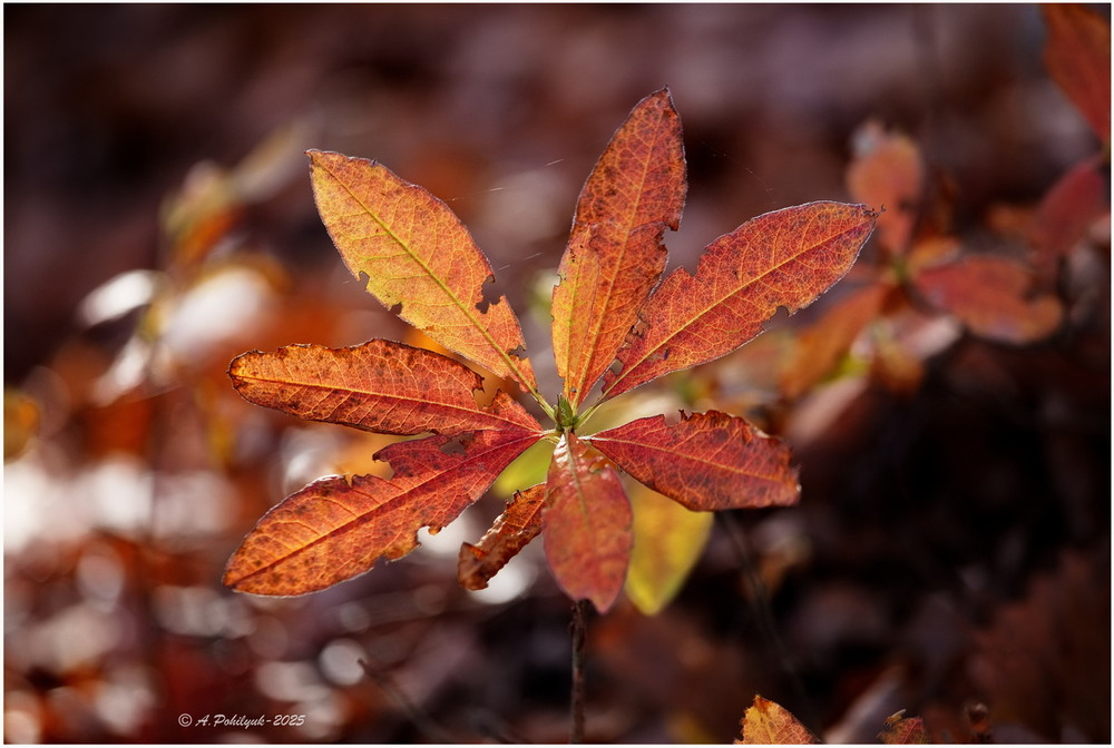 Фотографія **** / Anatoliy Pohilyuk / photographers.ua
