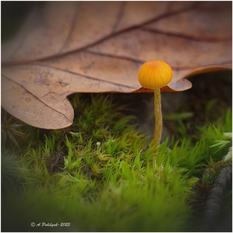 Фотографія **** / Anatoliy Pohilyuk / photographers.ua