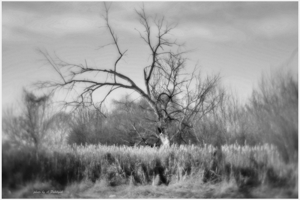 Фотографія **** / Anatoliy Pohilyuk / photographers.ua