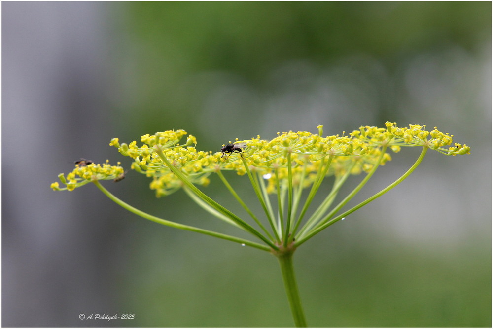 Фотографія **** / Anatoliy Pohilyuk / photographers.ua