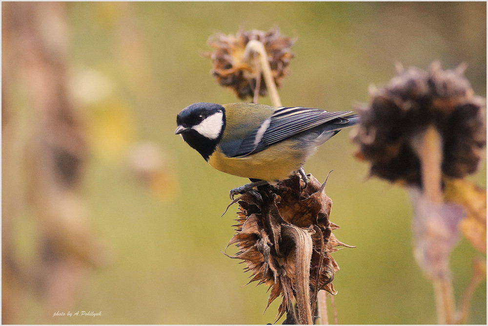 Фотографія **** / Anatoliy Pohilyuk / photographers.ua