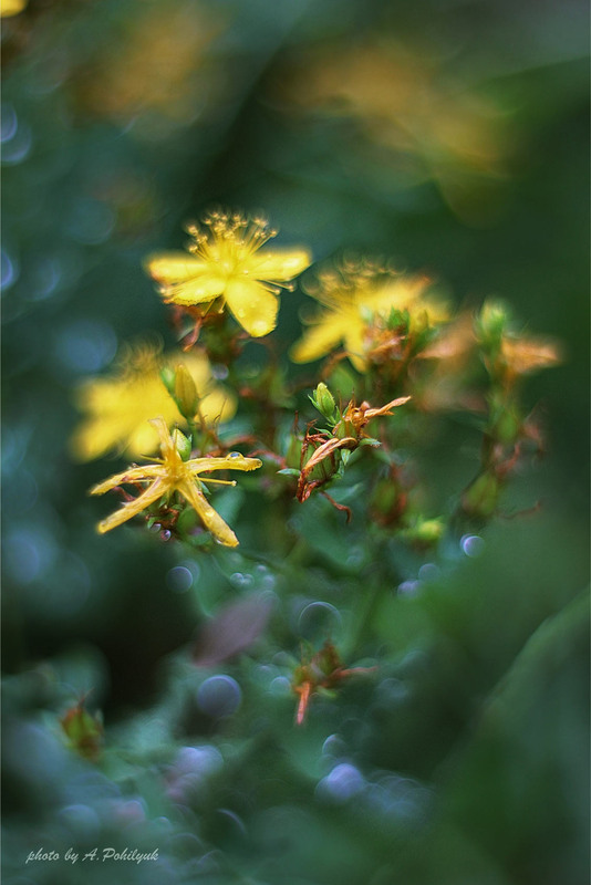 Фотографія **** / Anatoliy Pohilyuk / photographers.ua