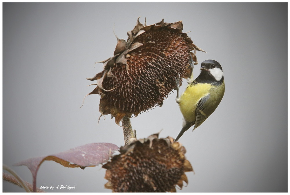 Фотографія **** / Anatoliy Pohilyuk / photographers.ua