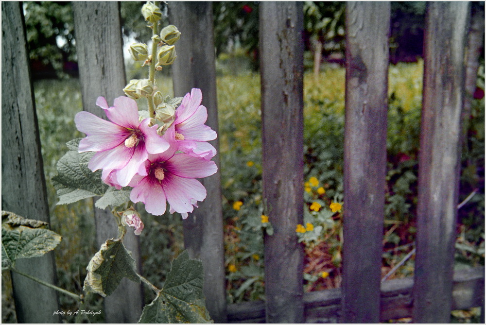 Фотографія Бабусині мальви... / Anatoliy Pohilyuk / photographers.ua
