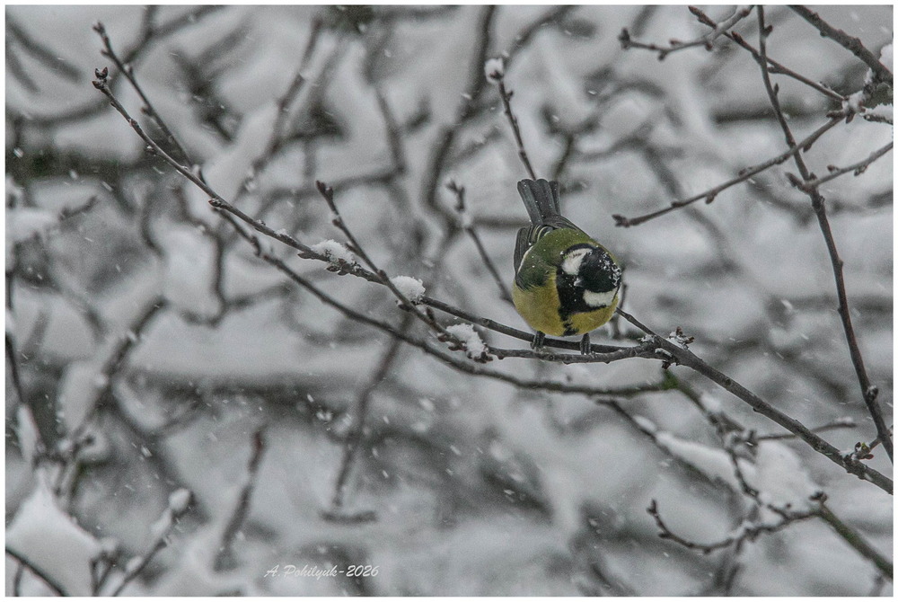 Фотографія **** / Anatoliy Pohilyuk / photographers.ua