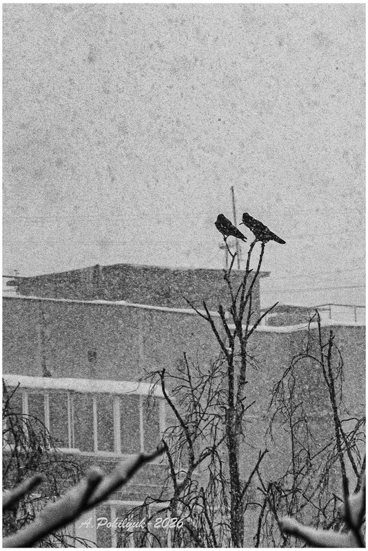 Фотографія **** / Anatoliy Pohilyuk / photographers.ua