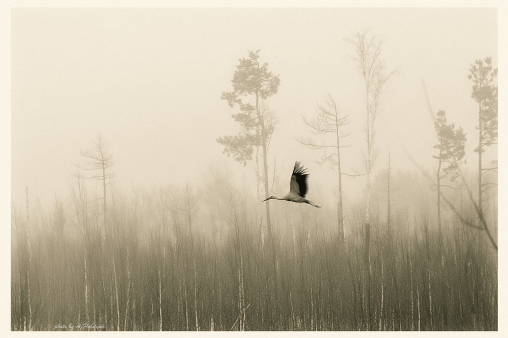 Фотографія **** / Anatoliy Pohilyuk / photographers.ua