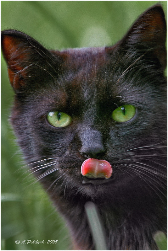 Фотографія **** / Anatoliy Pohilyuk / photographers.ua