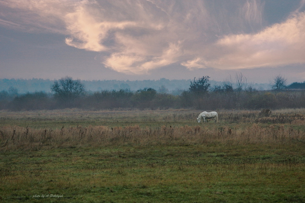 Фотографія **** / Anatoliy Pohilyuk / photographers.ua
