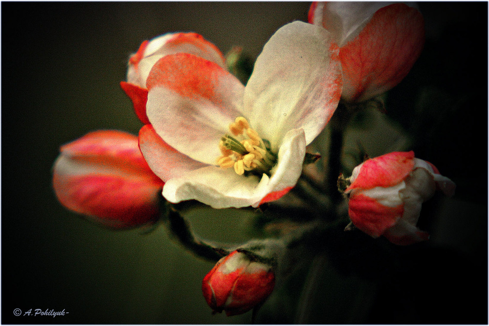 Фотографія **** / Anatoliy Pohilyuk / photographers.ua