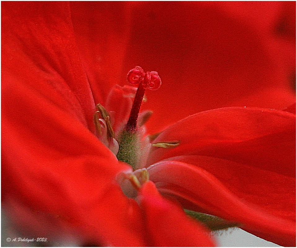 Фотографія **** / Anatoliy Pohilyuk / photographers.ua
