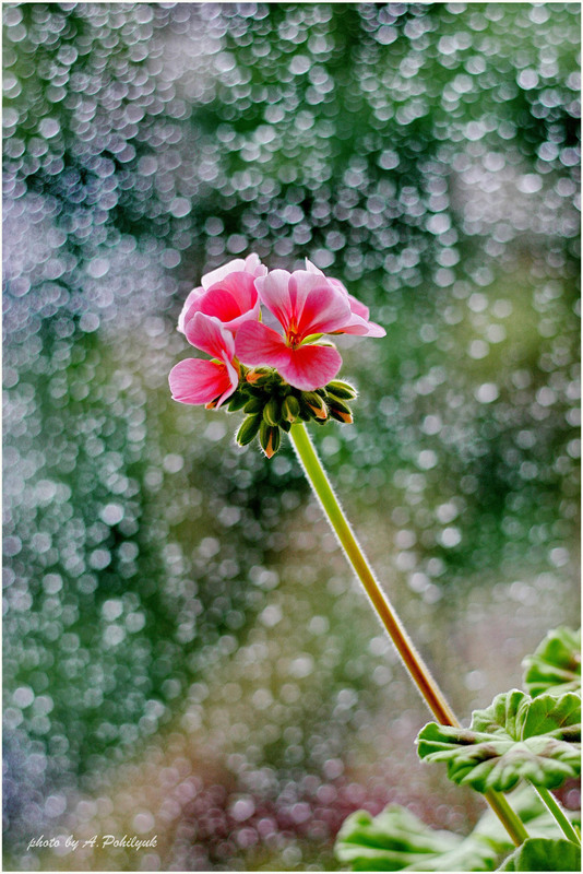 Фотографія **** / Anatoliy Pohilyuk / photographers.ua