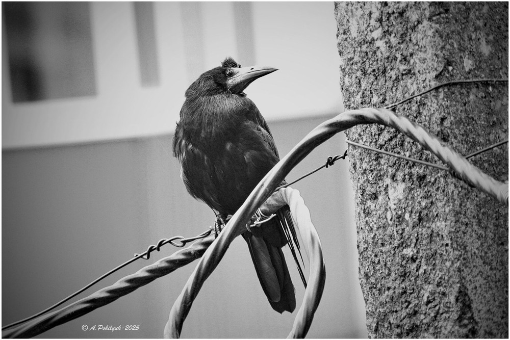 Фотографія **** / Anatoliy Pohilyuk / photographers.ua