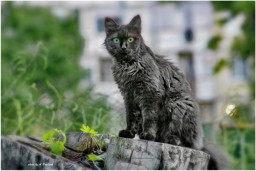Фотографія **** / Anatoliy Pohilyuk / photographers.ua