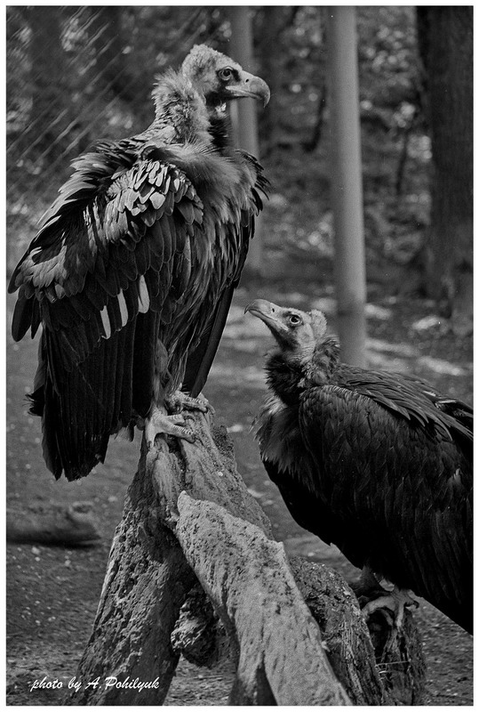 Фотографія **** / Anatoliy Pohilyuk / photographers.ua