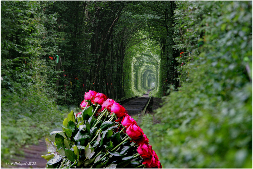 Фотографія Тунель кохання...смт.Клевань / Anatoliy Pohilyuk / photographers.ua