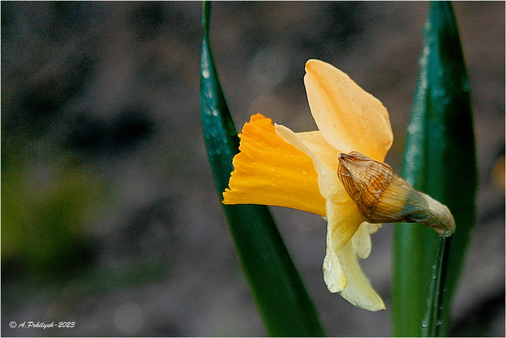Фотографія **** / Anatoliy Pohilyuk / photographers.ua