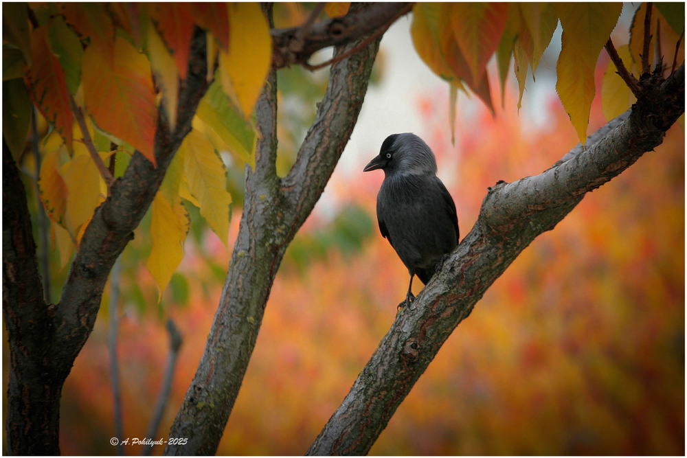 Фотографія **** / Anatoliy Pohilyuk / photographers.ua