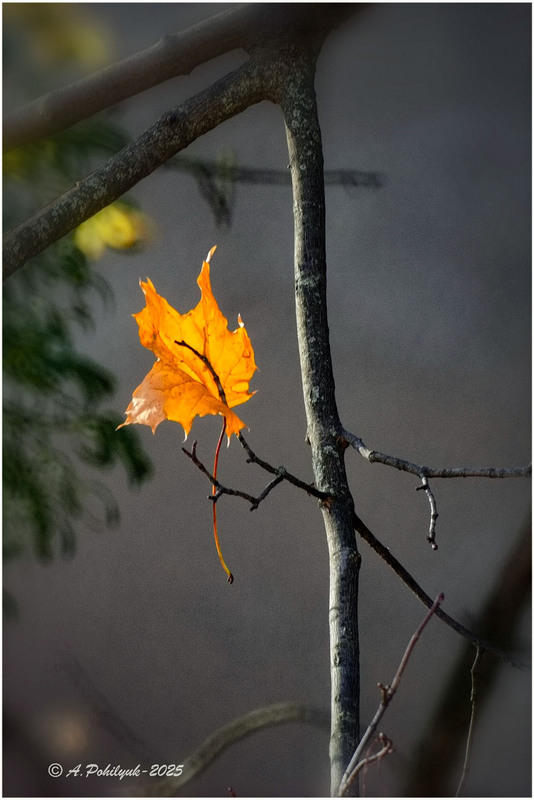 Фотографія **** / Anatoliy Pohilyuk / photographers.ua