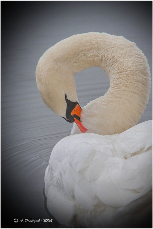 Фотографія **** / Anatoliy Pohilyuk / photographers.ua