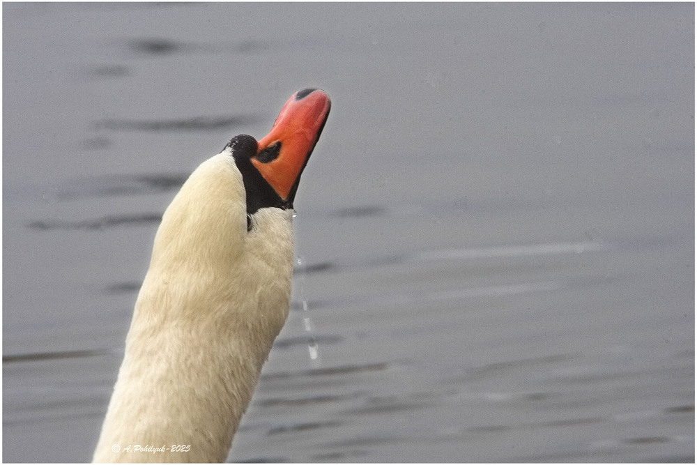 Фотографія **** / Anatoliy Pohilyuk / photographers.ua