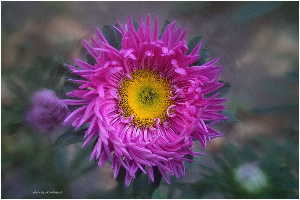 Фотографія **** / Anatoliy Pohilyuk / photographers.ua