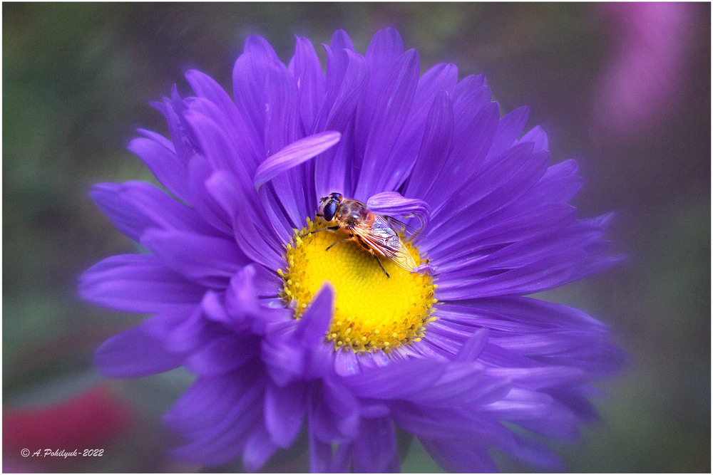 Фотографія **** / Anatoliy Pohilyuk / photographers.ua