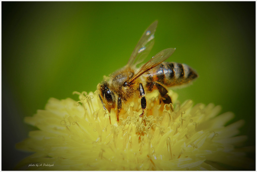 Фотографія **** / Anatoliy Pohilyuk / photographers.ua