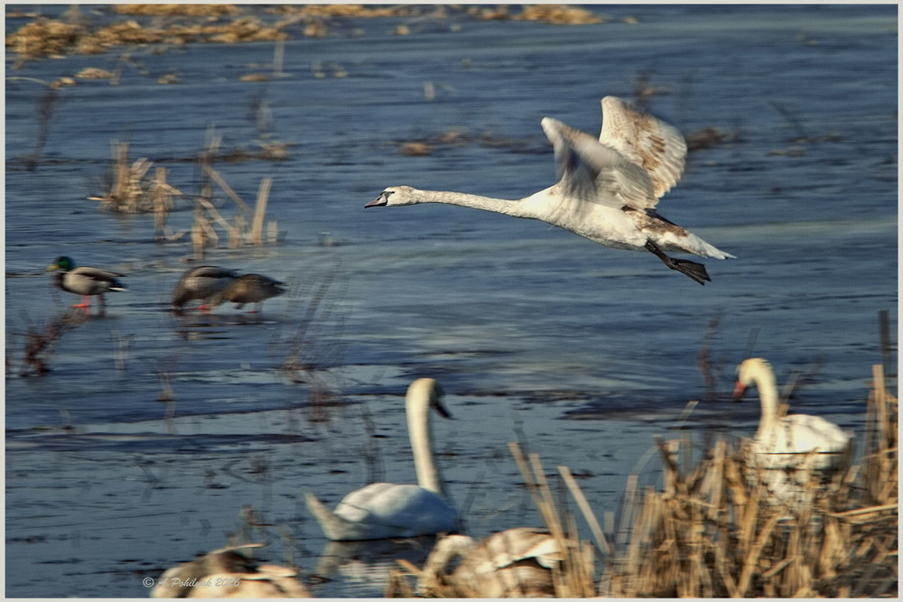 Фотографія **** / Anatoliy Pohilyuk / photographers.ua