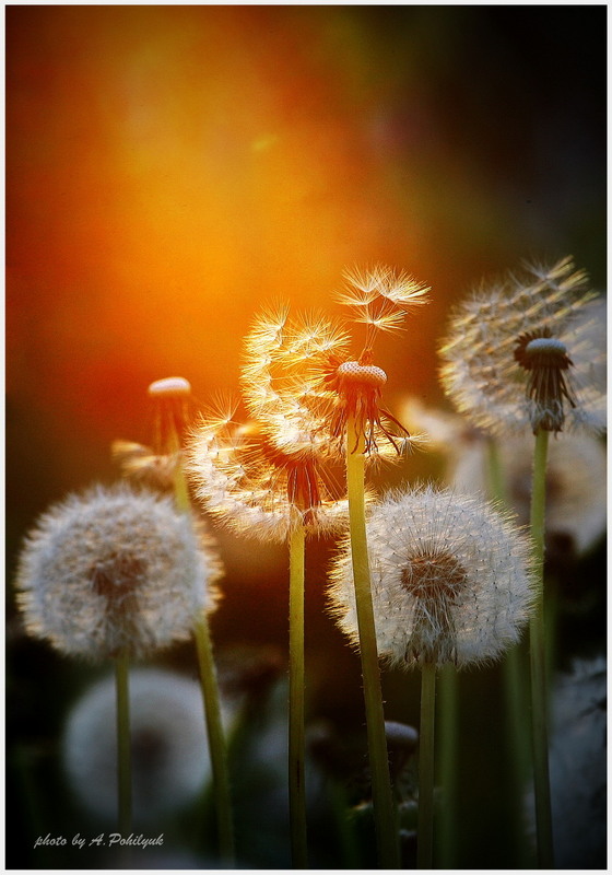 Фотографія **** / Anatoliy Pohilyuk / photographers.ua