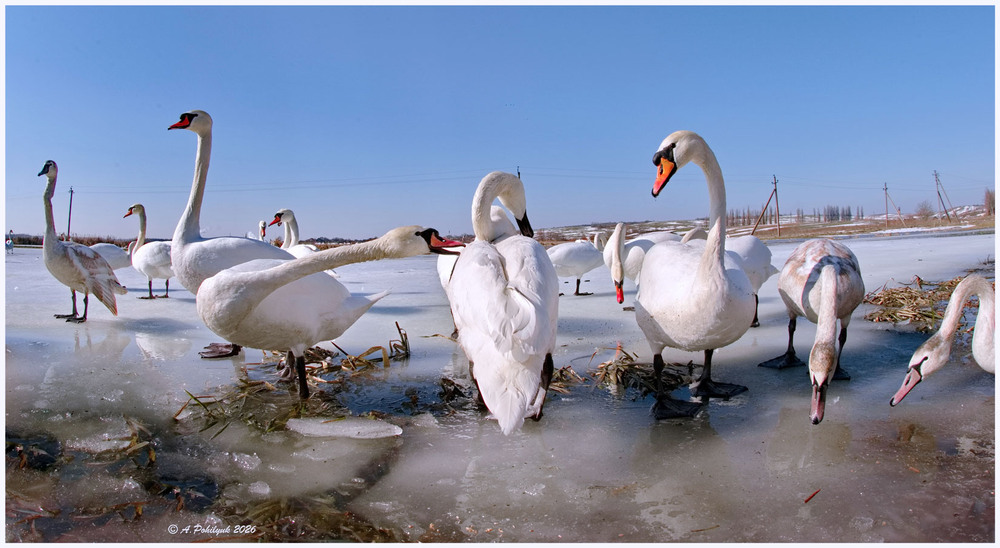 Фотографія Весняні  ф/замальовки... / Anatoliy Pohilyuk / photographers.ua