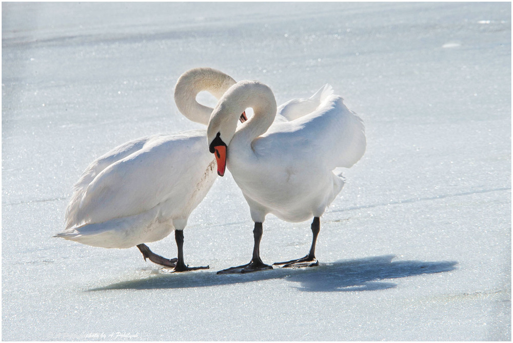 Фотографія **** / Anatoliy Pohilyuk / photographers.ua