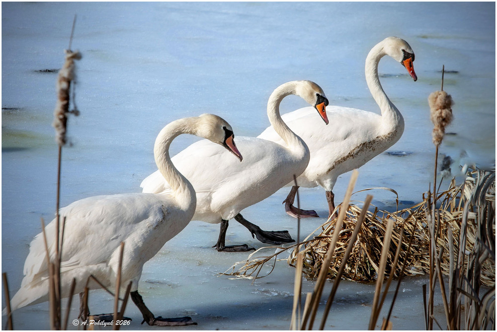 Фотографія **** / Anatoliy Pohilyuk / photographers.ua