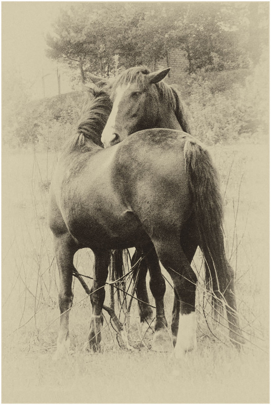 Фотографія **** / Anatoliy Pohilyuk / photographers.ua