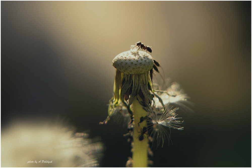Фотографія **** / Anatoliy Pohilyuk / photographers.ua