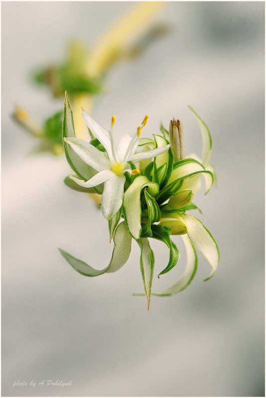 Фотографія Хлорофітум... / Anatoliy Pohilyuk / photographers.ua