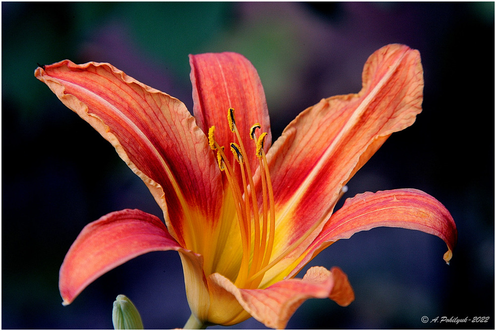 Фотографія Квітне лілійник... / Anatoliy Pohilyuk / photographers.ua