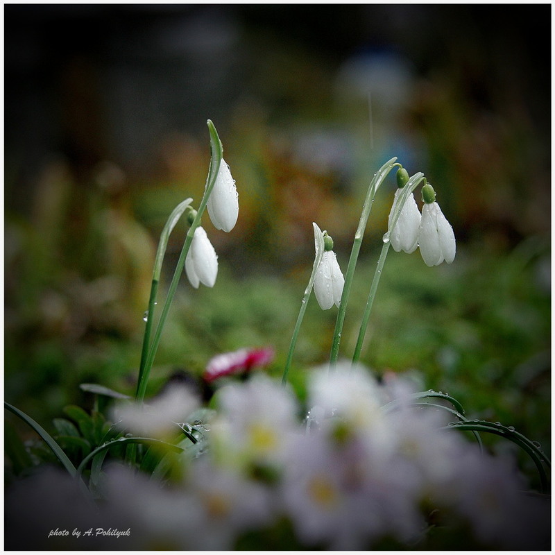 Фотографія **** / Anatoliy Pohilyuk / photographers.ua